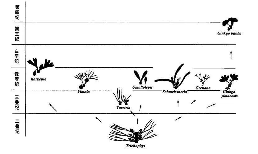 牛柳西芹白果,粤菜芦笋炒黑椒牛柳