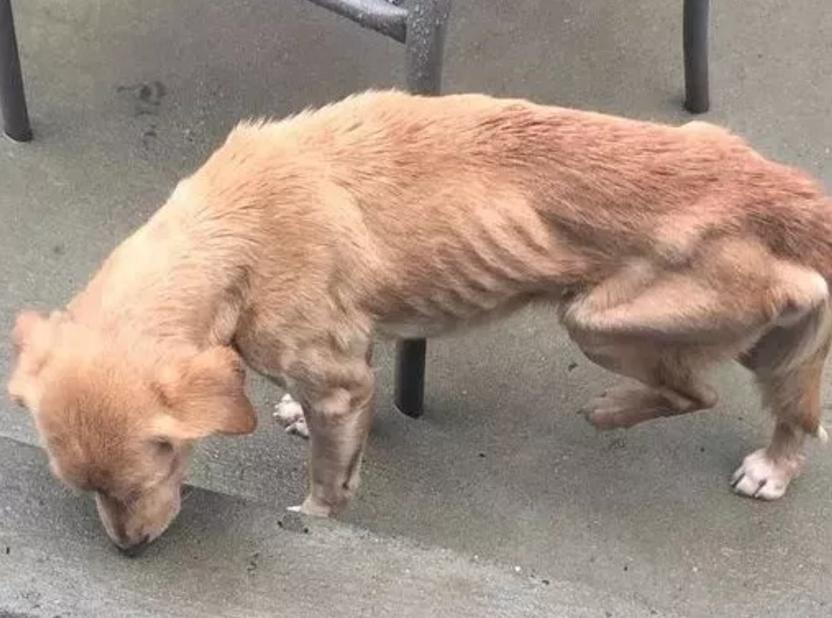 金毛掉进下水沟,金毛掉进下水道狗狗拼命相救