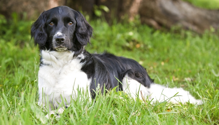 14种最稀有的犬种,14种极度稀有物种