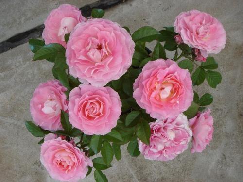 养花致命伤,养花肥料加多了黄叶了怎么办