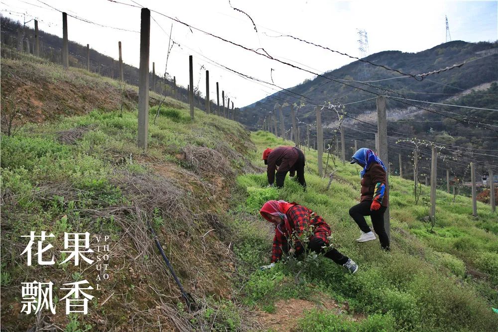 一个农村姑娘的创业经历,一个女农人的创业故事