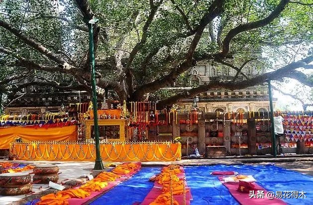 佛教为什么有五树六花,佛教中的五树六花图片