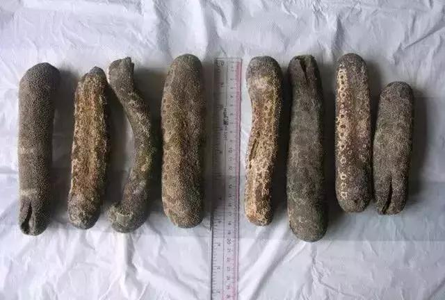 海参界最好的海参,海参物种科普