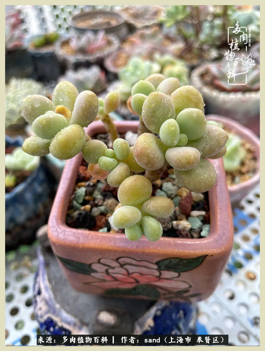 多肉垂落下去该怎么办,多肉在三伏天怎么度夏