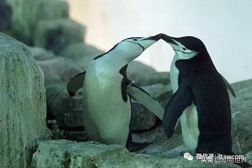 世界各国的著名动物,美国最著名的动物