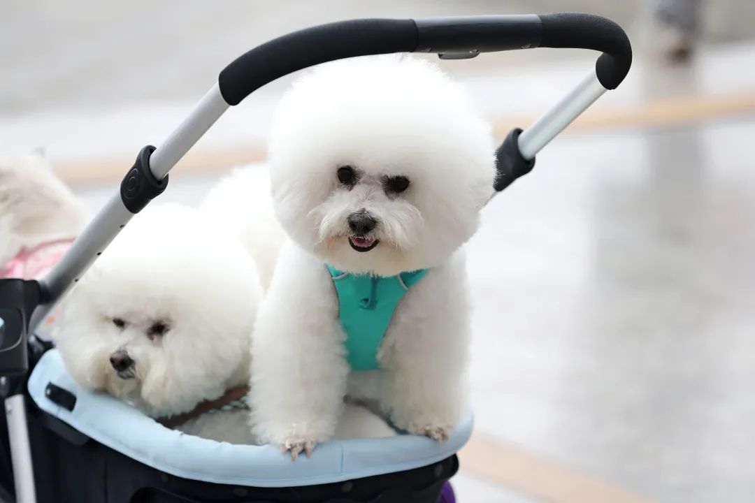 重庆宠博会2024年时间表,第二届天一重庆国际宠博会