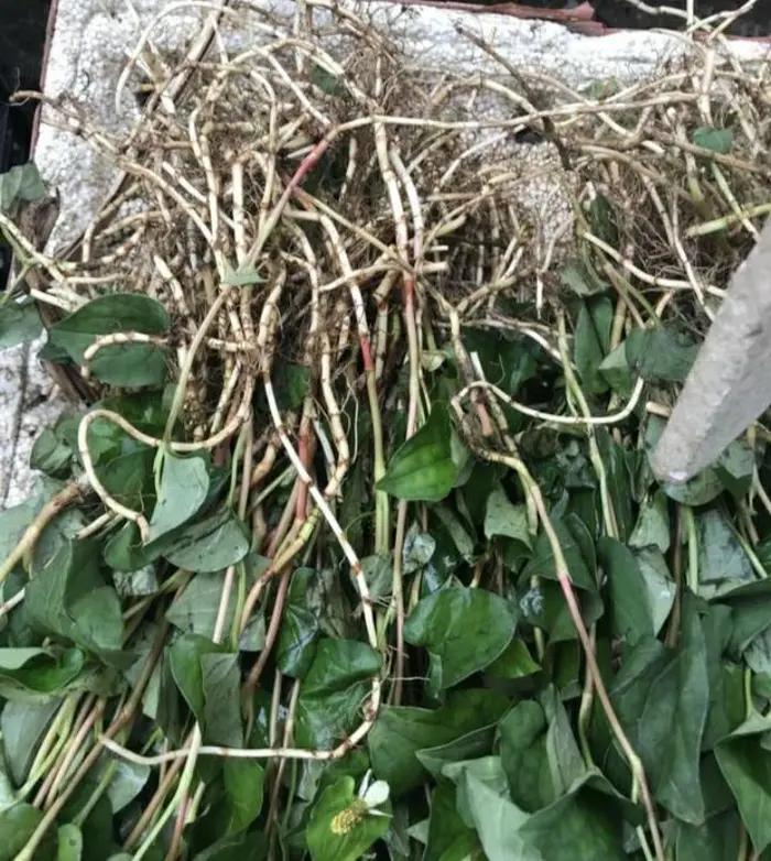 院子里有杂草适合养什么,庭院清除杂草的最佳方法