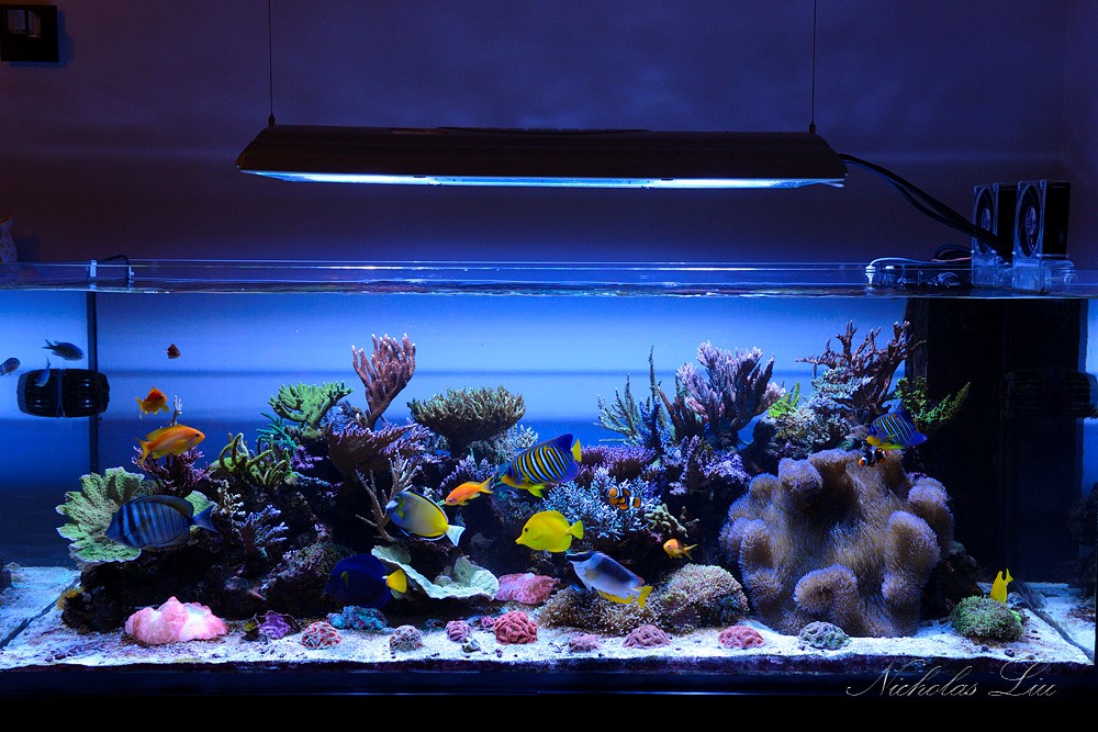 经典海水礁岩生态缸分享，180×120×60厘米三面观赏海缸