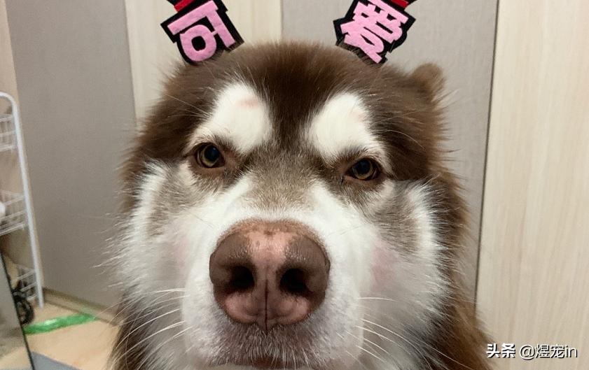 阿拉斯加身上臭味特别重,阿拉斯加脚臭怎么解决