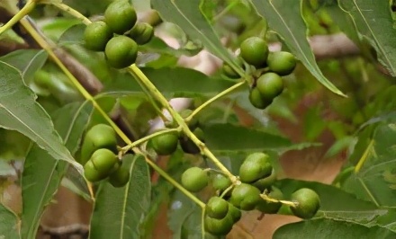 「创澳分享」荟香科主要种属有哪些