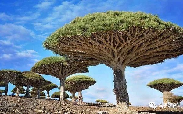 美爆了的风景,美爆了的植物