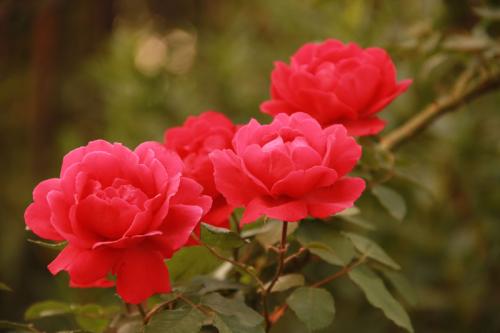 花语大全100种花的花语,100种象征着爱情的花的花语