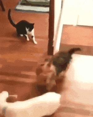 狗到底有多聪明,狗到底有多可爱