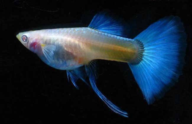 十大养不死的热带鱼观赏鱼排名,十大养不死的小型热带鱼