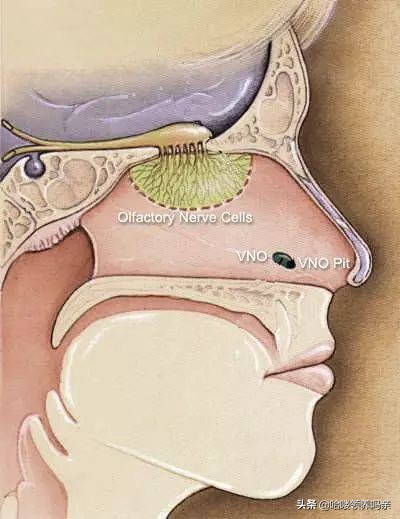猫的叫声能看出什么,猫的声音叫你好