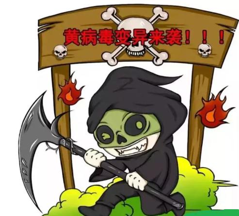 鸭子黄病毒病菌可活多久,鸭黄病毒病治疗