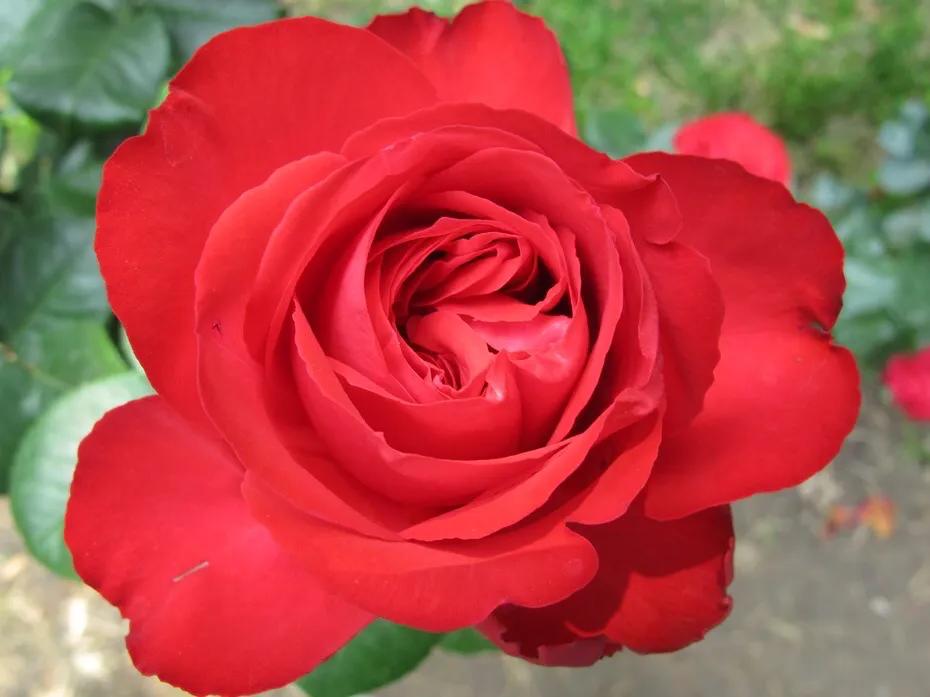 和平月季的价格,和平月季优缺点