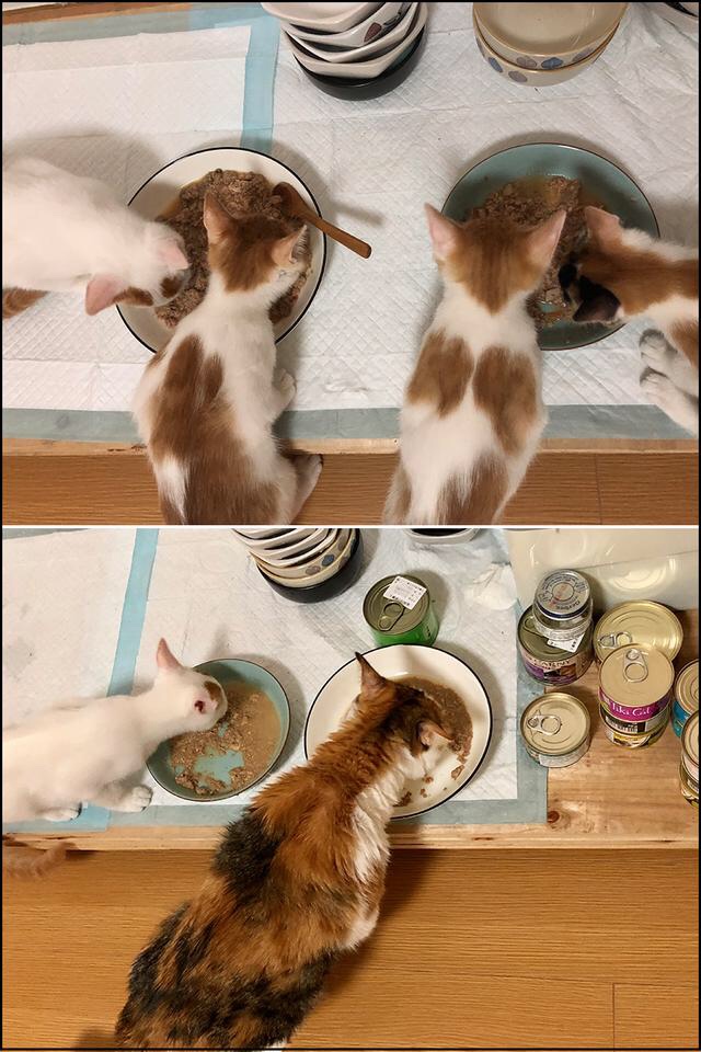 猫咪呕吐不吃猫粮是什么原因,猫咪呕吐怎么判断是猫粮的问题