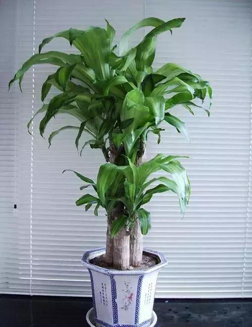 献给那些养花每次都养死的人文案,一直养死花但从未放弃养花