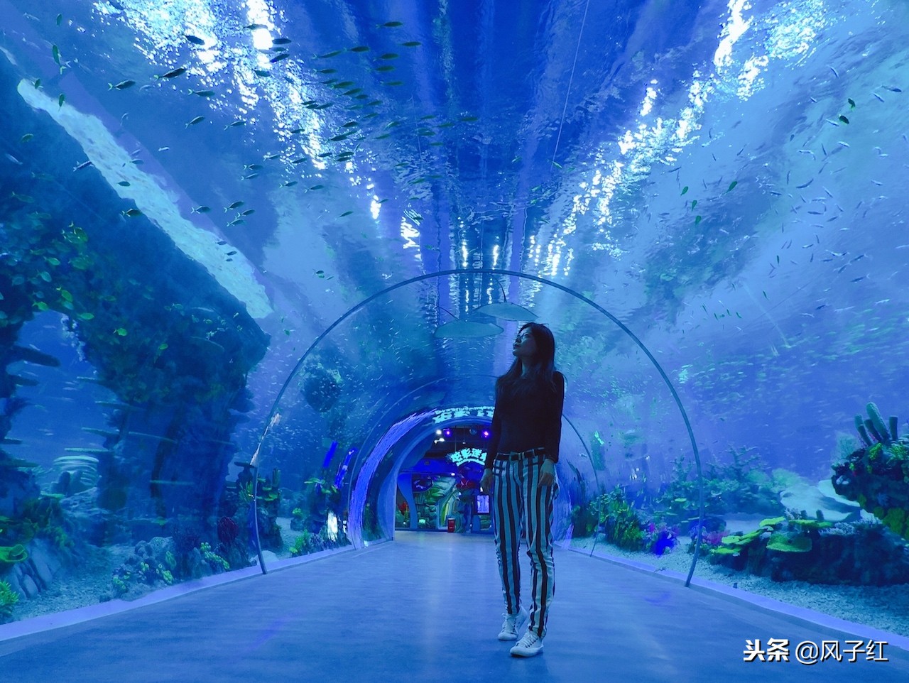 上海新地标丨海昌海洋公园一日游园玩法攻略