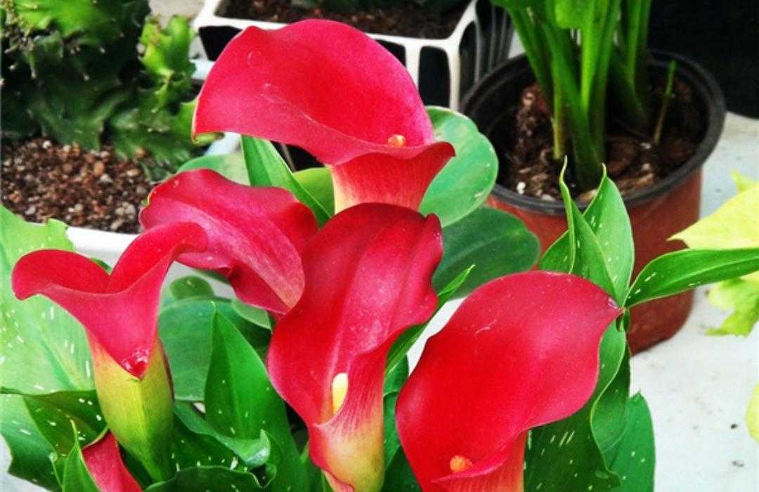 植物小叶马蹄莲,绿色植物马蹄莲