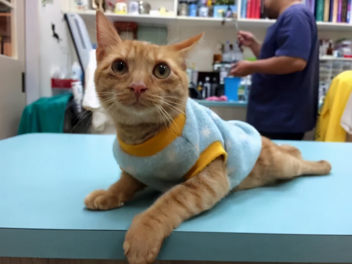 瘫痪猫怎么养,瘫痪的猫怎么喂水