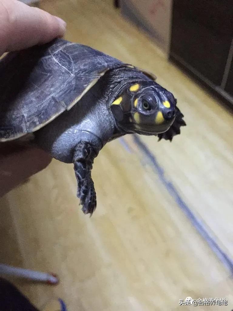 龟常见的病,龟水肿怎么解决