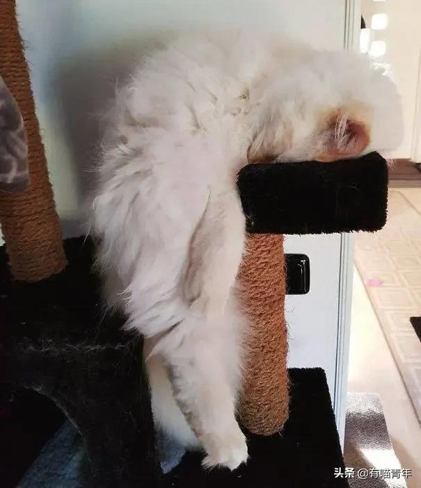 众所周知猫是液体吗,众所周知猫都是液体