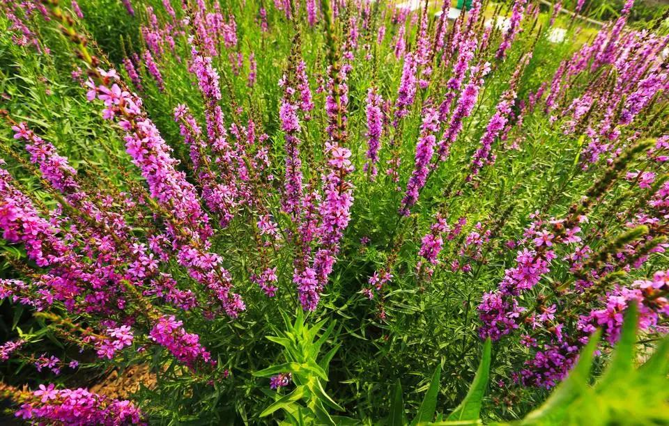 蓝紫色花系植物,蓝紫色系花境植物