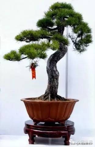 盆景造型图解黑松盆景,盆景黑松怎么养护