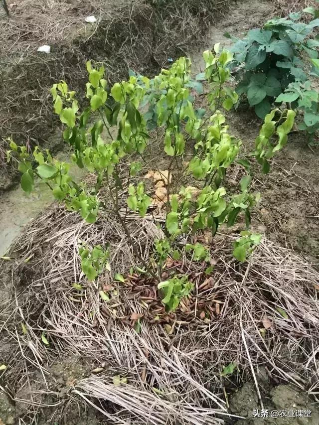 柑橘春季掉叶子怎么补救,柑橘树全掉叶子是什么原因