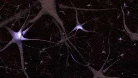 苍蝇的一生有多短暂,苍蝇的一生也就是人类的缩影