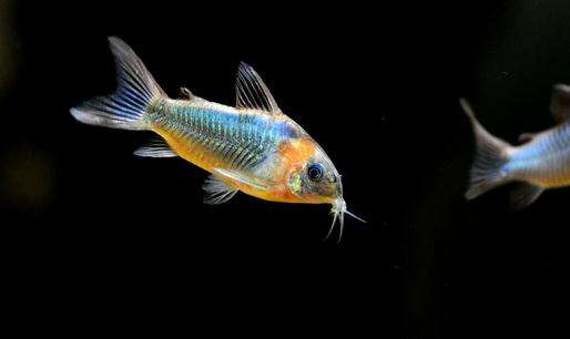 哪些热带鱼不适合草缸,6种不宜人工养殖的鱼