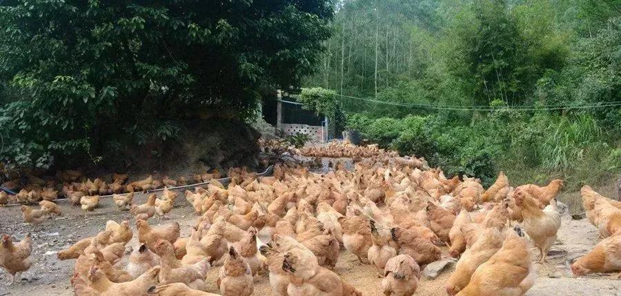 金银花对养鸡有什么好处,金银花有种植前景吗