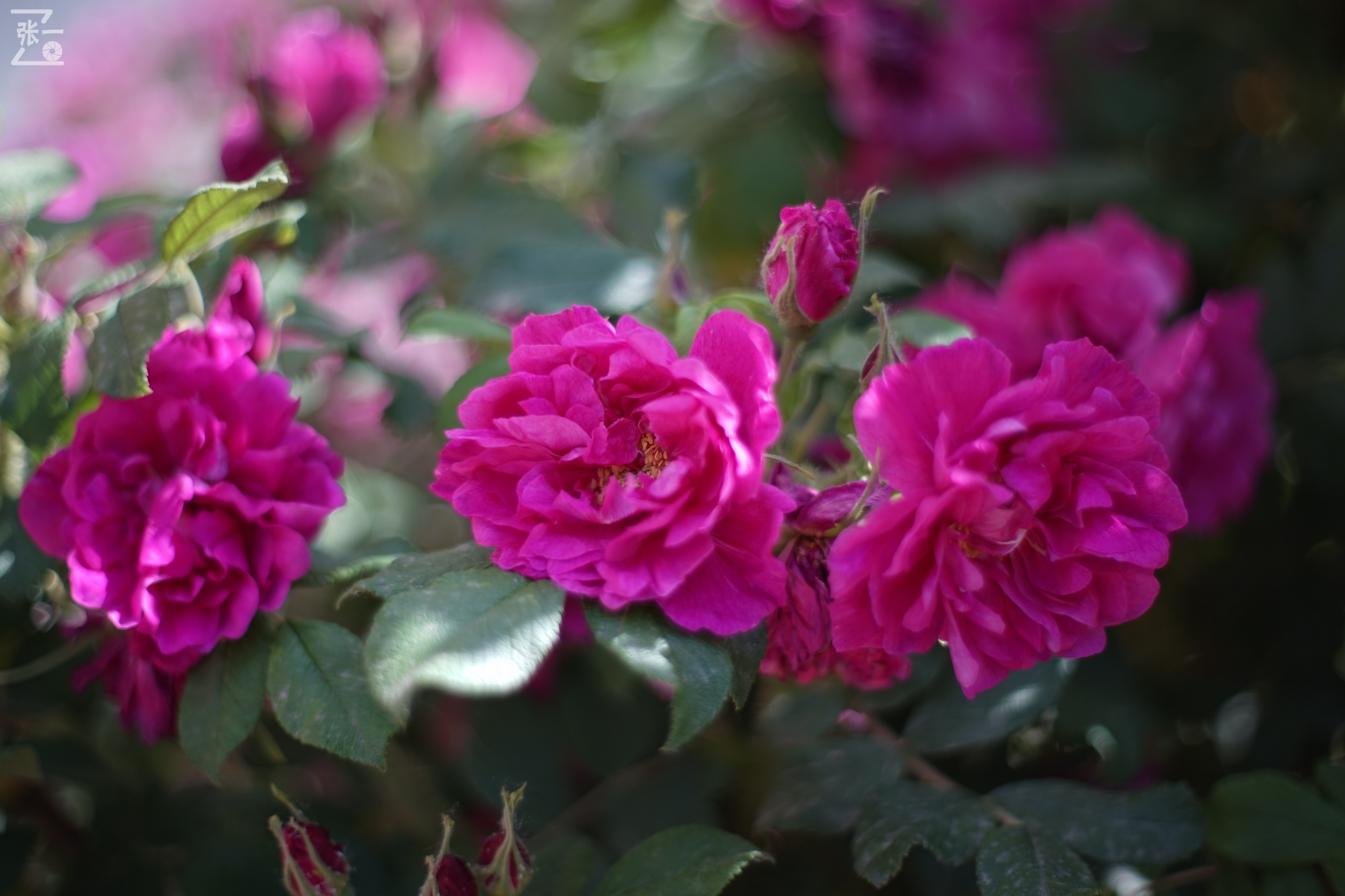 凤凰国产50mm镜头,凤凰索尼e口镜头