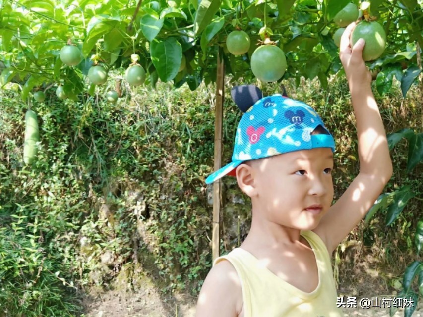 如何种植又大又好吃百香果,农家自己种的百香果