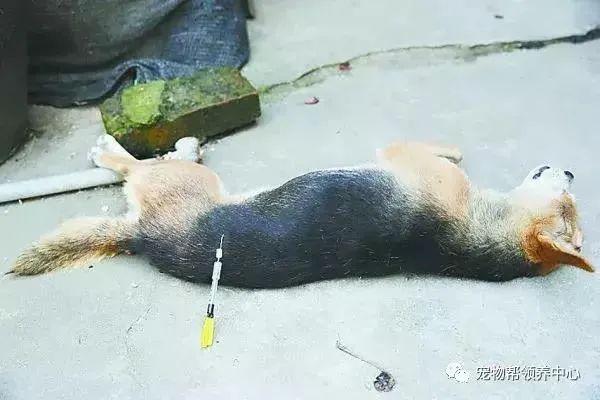 没错，他们竟然用“三步倒”“毒镖”杀犬并贩卖！