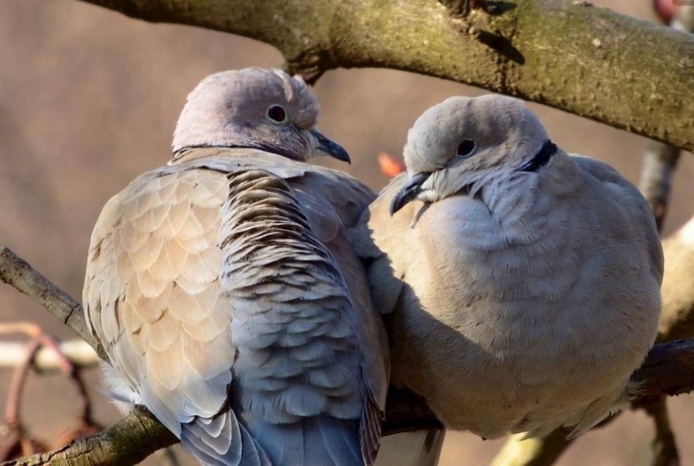 刚买的鸽子拉绿便是怎么了,元宝鸽子拉绿便什么原因