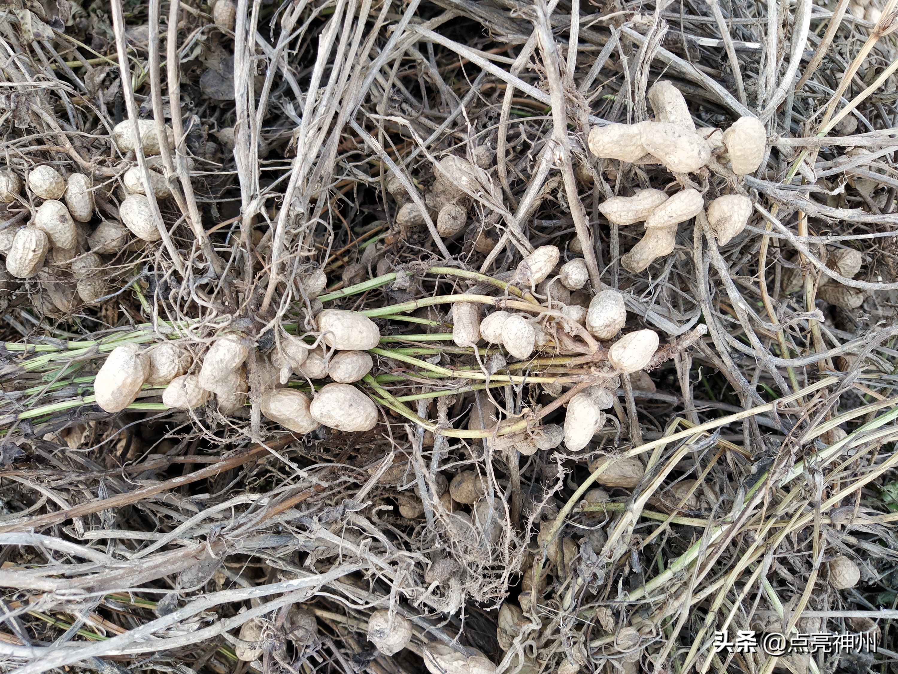 农村收花生的辛苦,下乡收花生挣钱吗