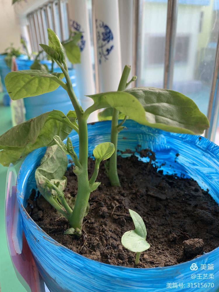 小角落大自然介绍,幼儿园大自然的奥秘主题墙创设