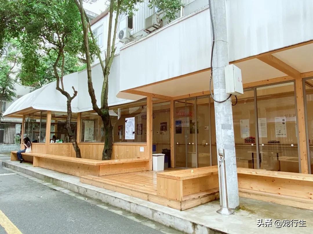 这家宠物快闪集市，怎么拍都好看，学会用宠物视角看世界