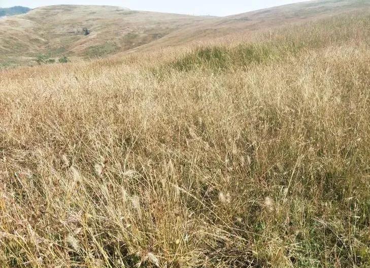 想不通就去爬山看海吧,呼伦贝尔大草原自驾游攻略