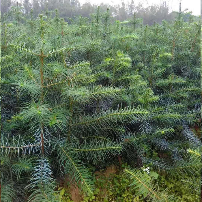 杉木良种扦插,杉木良种扦插苗规范化培育技术