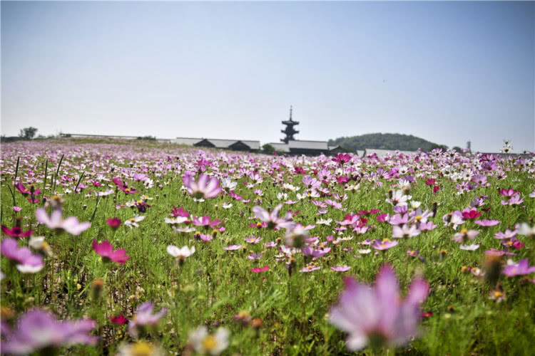 灵山小镇拈花湾樱花,无锡拈花湾樱花开