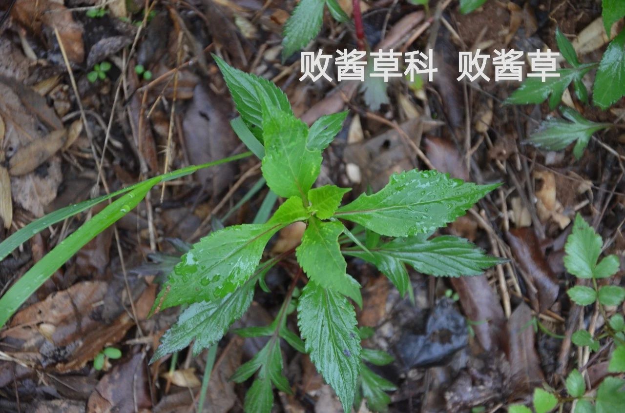 采药终南山,采药山