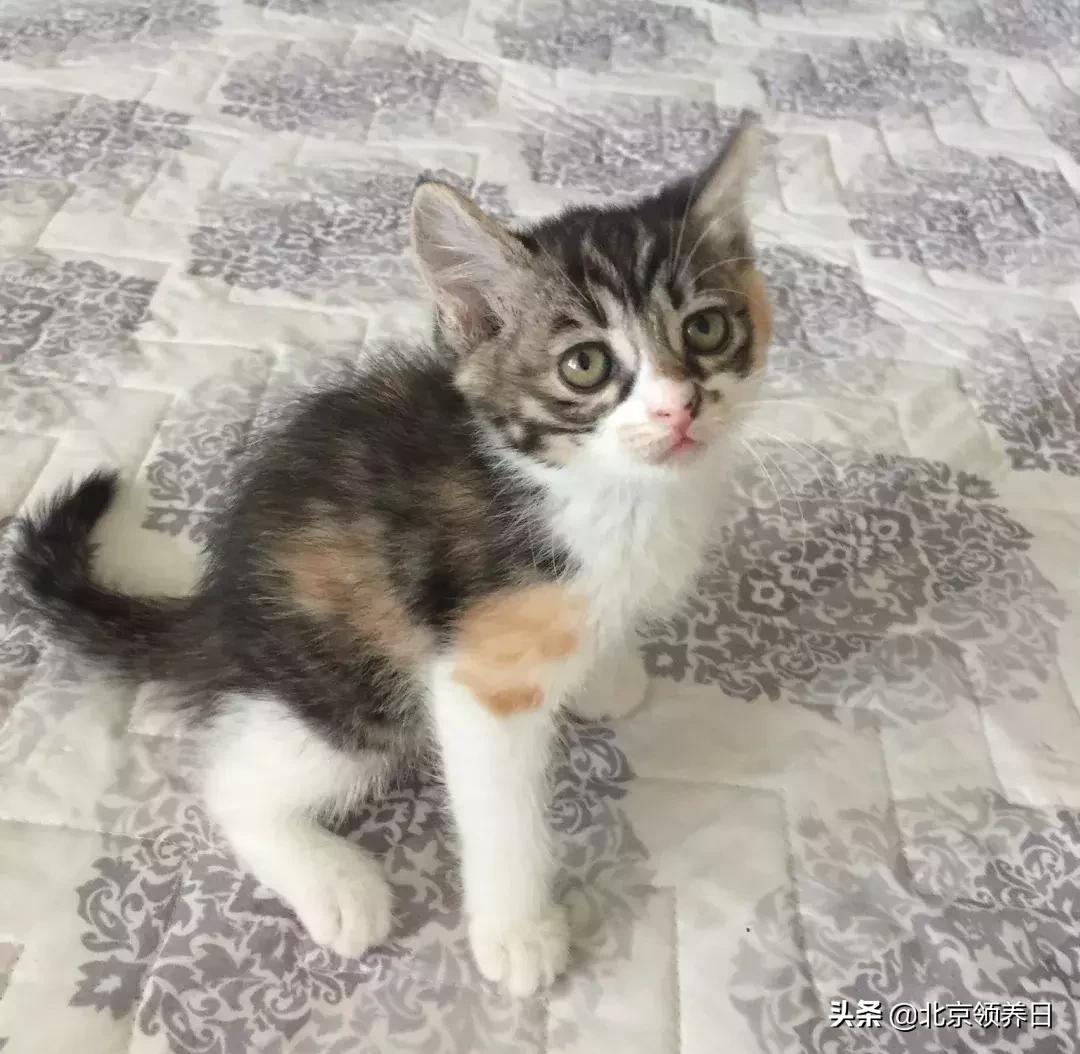 喵星人第二季,喵星人第2季免费观看