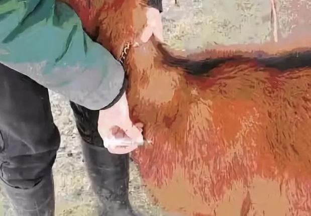 给羊防疫用什么药,羊打针的正确部位图解示意图