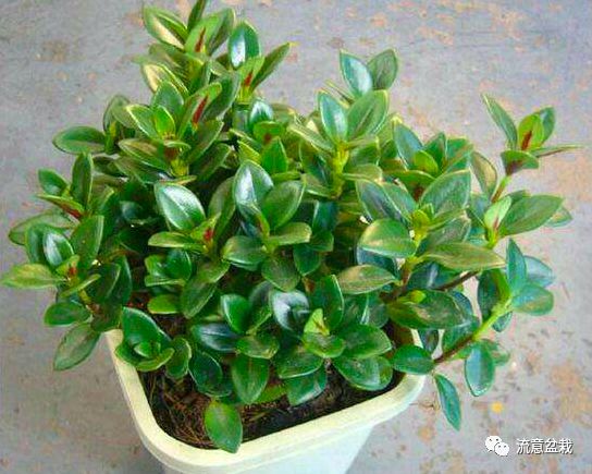 金鱼吊兰不开花教你几招花开满盆,金鱼吊兰用矮盆还是高盆合适