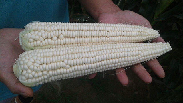 玉米香精煮嫩玉米钓鲤鱼饵料配方,钓鲤鱼用老坛玉米窝料怎么做饵料