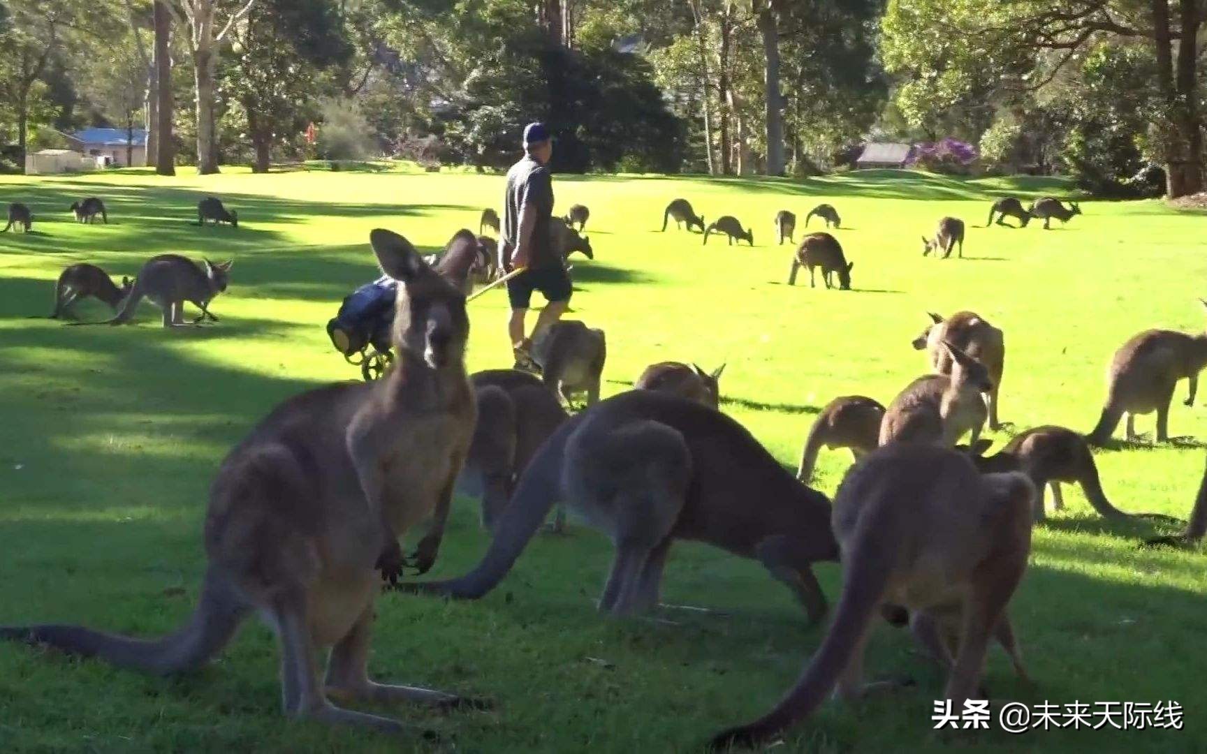 “人兔大战”澳洲完败，上百亿只野兔真的吃不完